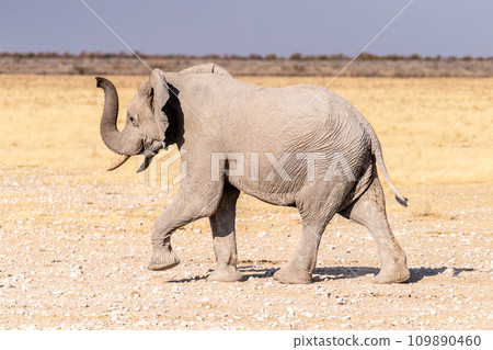 elephant running across the desert 109890460