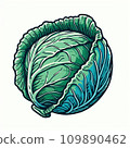 cabbage  109890462