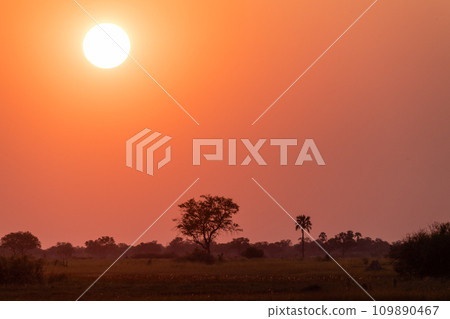 Sunset in the Okavango Delta 109890467