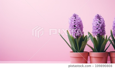 hyacinths against a flat pink background hyacinths against a flat pink background 109890808