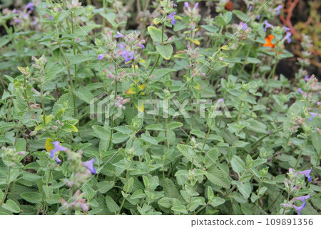 Catnip in garden. Catnip background in flowers garden. Aromatic flowers in rural garden. 109891356