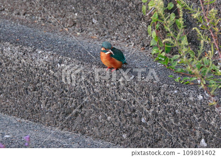 Kingfisher perched on the embankment 109891402