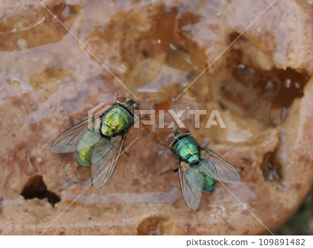 meat fly 109891482