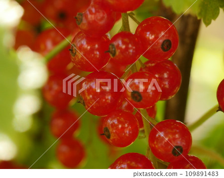redcurrant red currants redcurrant red currants 109891483