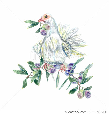 Dove with an olive stem sitting on a branch. Watercolor illustration isolated on white background. Labels, cards, invitations, cosmetic products. 109891611