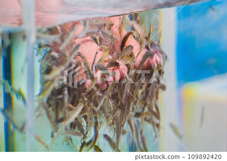 Foot peeling with garra rufa fish. View of legs in aquarium with fish. 109892420