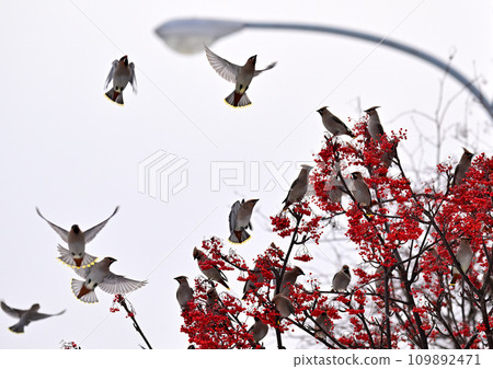 Yellow waxwings flock to rowan trees Yellow waxwings flock to rowan trees 109892471