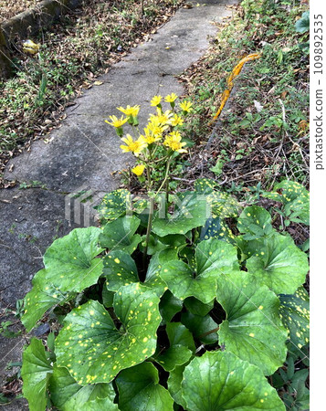 津瓦吹花，黃色花朵顯眼 109892535