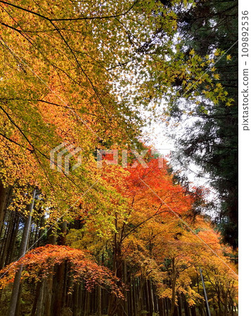 即使陰天也能發光的秋葉 109892536