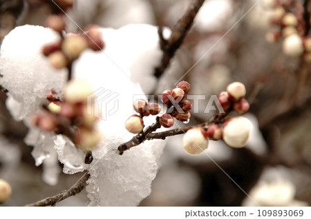 Snow and plum blossoms 109893069
