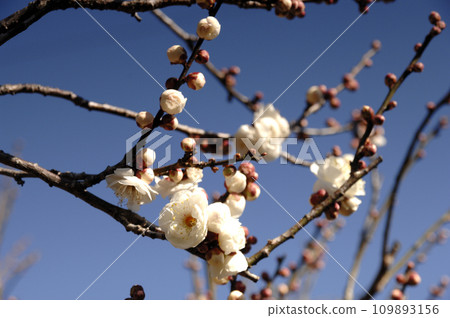 White plum shining in the blue sky 109893156