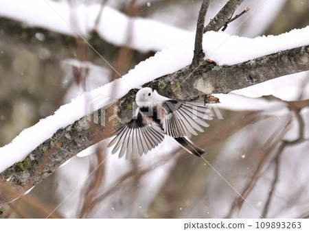 Snow Fairy Shima Enaga Snow Fairy Shima Enaga 109893263