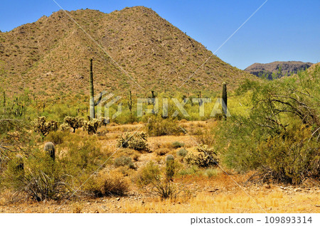 San Tan Mountains Sonora Desert Arizona San Tan Mountains Sonora Desert Arizona 109893314