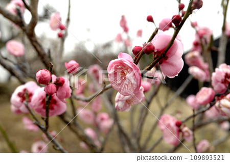 plum	 109893521
