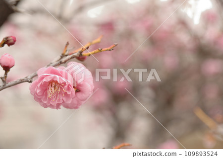 plum	 109893524