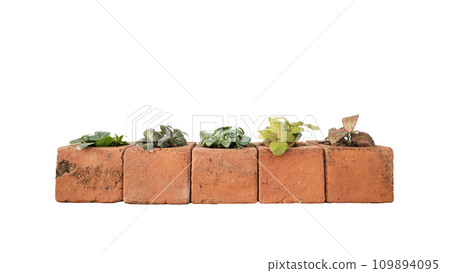Nerve plant in clay pot on white background 109894095