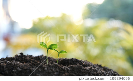 small plant sapling growing tree sprout closeup 109894096