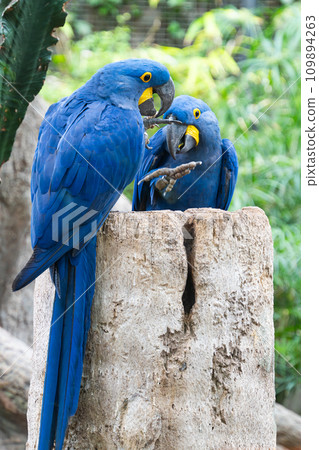 beautiful parrots beautiful parrots 109894263