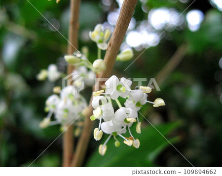 very cute holly flowers very cute holly flowers 109894662