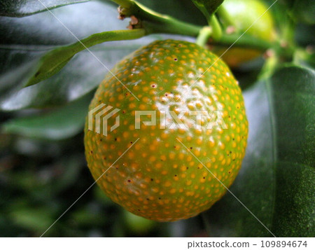 Kumquat fruit has ripened and looks delicious Kumquat fruit has ripened and looks delicious 109894674