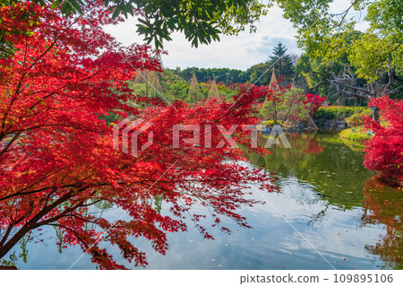 秋天的天鵝花園（愛知縣名古屋市） 109895106