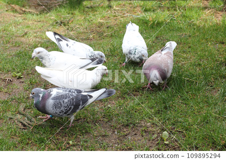 City pigeon (Columba livia forma domestica) City pigeon (Columba livia forma domestica) 109895294