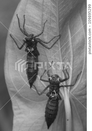Dragonfly (Anax imperator) Dragonfly (Anax imperator) 109895299