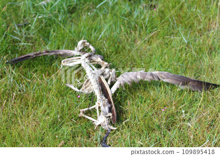 dead Gull 109895418