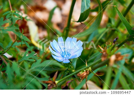 Wonderful shining blue turquoise chicory flower on summer warm field 109895447