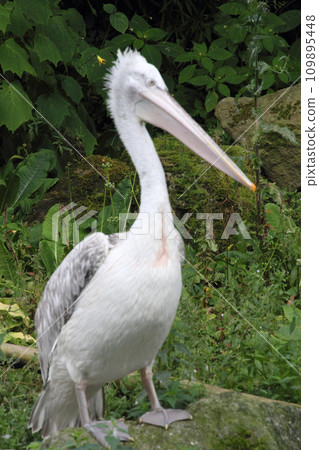 Dalmatian pelican   (pelicanus crispus) 109895448