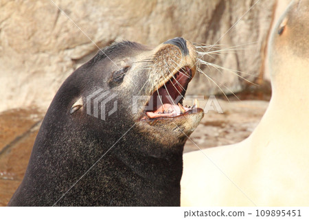 California sea lion (Zalophus californianus) California sea lion (Zalophus californianus) 109895451