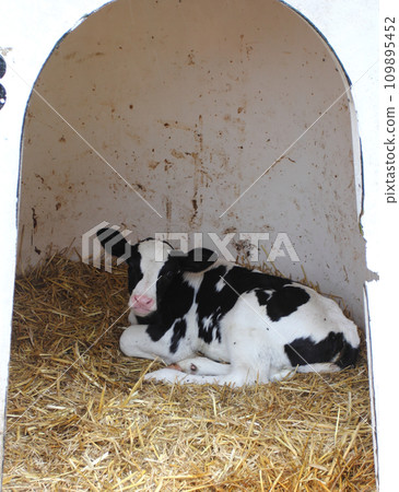 calf calf 109895452