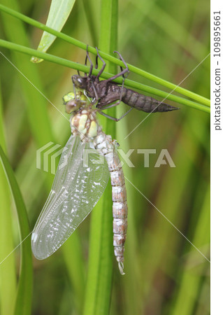 Dragonfly (Anax imperator) Dragonfly (Anax imperator) 109895661