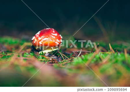 Young Amanita Muscaria, Known as the Fly Agaric or Fly Amanita Young Amanita Muscaria, Known as the Fly Agaric or Fly Amanita 109895694