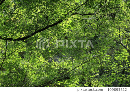 燦爛的新鮮綠色 燦爛的新鮮綠色 109895812