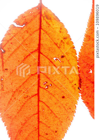 紅落葉 紅落葉 109896019