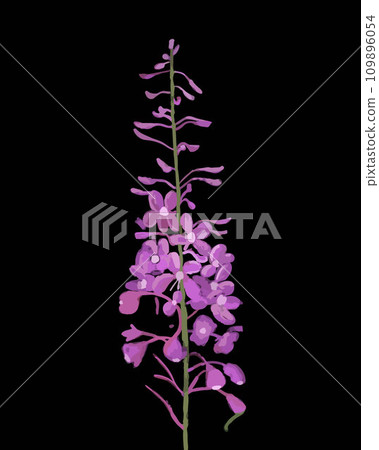 Vector isolated illustration of a flower on a black background. Vector isolated illustration of a flower on a black background. 109896054