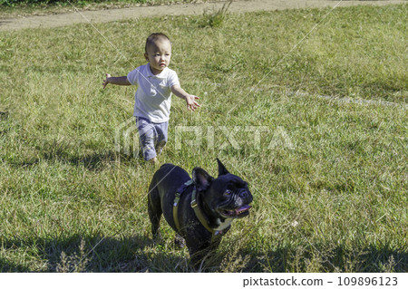 A boy chasing his pet French bull in the park A boy chasing his pet French bull in the park 109896123