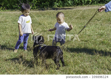 Boy brothers playing with their pet French bull in the park Boy brothers playing with their pet French bull in the park 109896124