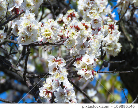 Spring image ~ white plum close-up 109896146