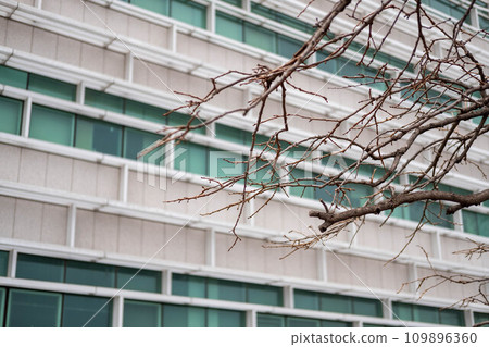 Building facade with window pattern with tree branch on the foreground Building facade with window pattern with tree branch on the foreground 109896360