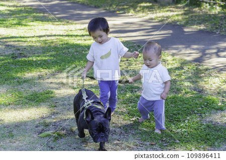 男孩兄弟在公園裡和他們的寵物法國牛玩耍 男孩兄弟在公園裡和他們的寵物法國牛玩耍 109896411