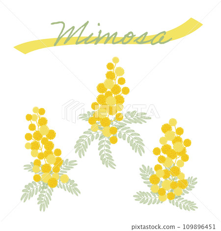 Vector illustration of yellow mimosa flower 109896451
