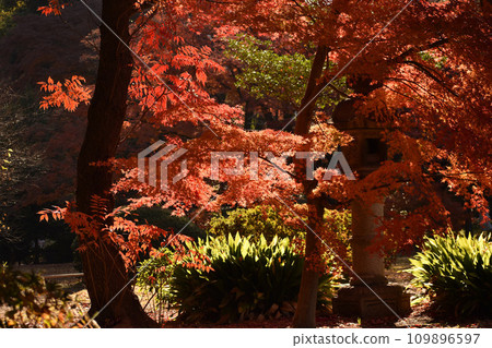 Momige which turned red in red 109896597