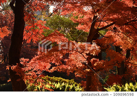 Momige which turned red in red Momige which turned red in red 109896598