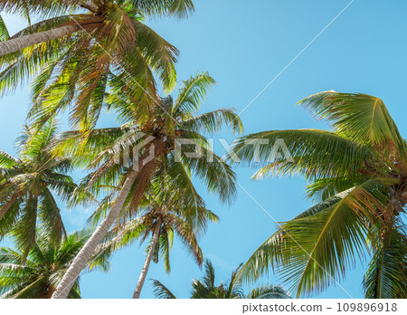 Bottom view of coconut palm trees forest in sunshine. Palm trees against a beautiful blue sky. Green palm trees on blue sky background. Travel concept. Bottom view of coconut palm trees forest in sunshine. Palm trees against a beautiful blue sky. Green palm trees on blue sky background. Travel concept. 109896918