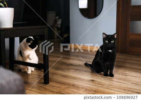 Black and White Cats Ready for Mealtime. Two black and white cats looking eagerly at the camera, standing next to their food bowls, ready for feeding time. Black and White Cats Ready for Mealtime. Two black and white cats looking eagerly at the camera, standing next to their food bowls, ready for feeding time. 109896927