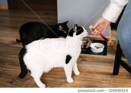 Two Cats Being Fed by Hand in a Home. A person's hand offering a treat to two attentive cats waiting beside their food bowls in a domestic setting. Two Cats Being Fed by Hand in a Home. A person's hand offering a treat to two attentive cats waiting beside their food bowls in a domestic setting. 109896929