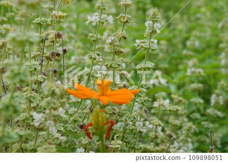 Ocimum basilicum herb leaf food blossom 109898051