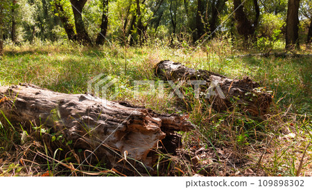 summer landscape of forest with old fallen trees and grass, close view, shadows from the bright sunlight move across the glade, beautiful nature 109898302